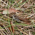 Rufous Grasshopper (Gomphocerippus rufus) Alan Prowse